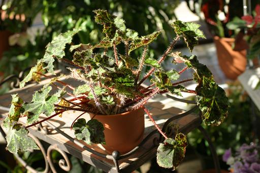B. ‘Pinochio’